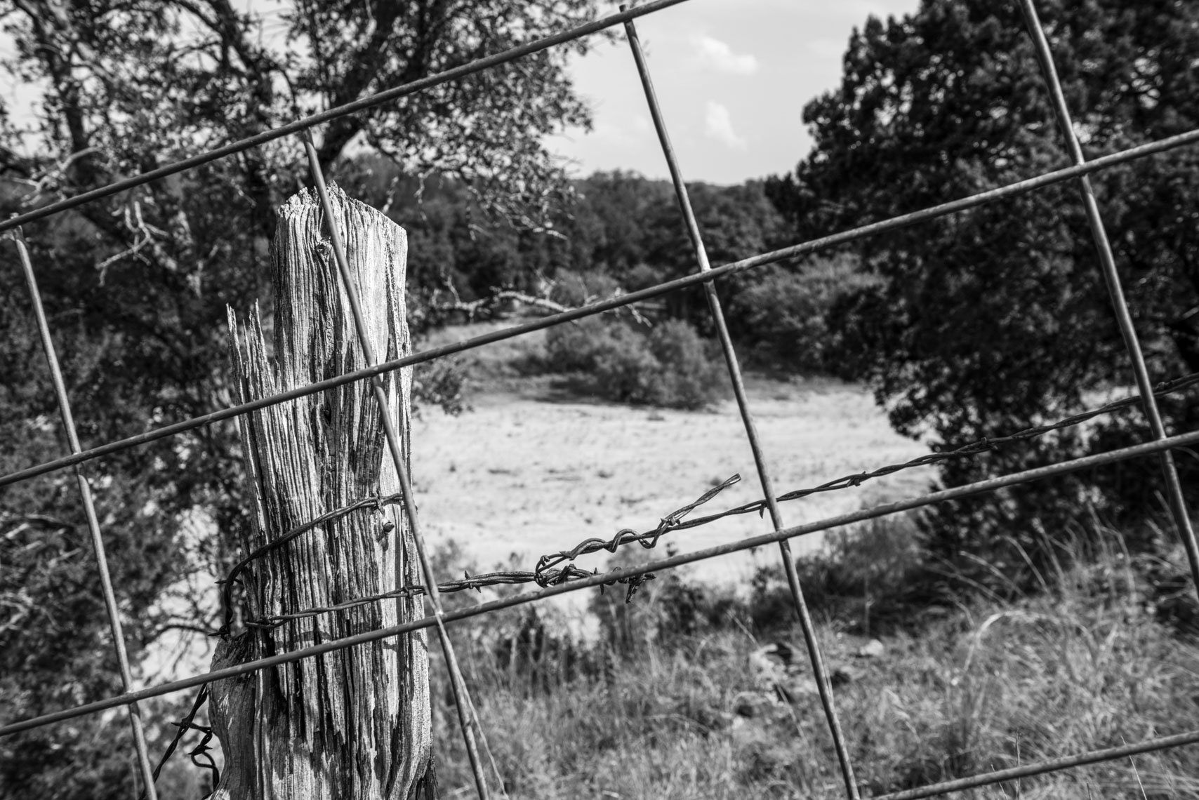 SandyCreek-TM-265